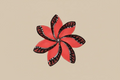 Pince rouge tapa