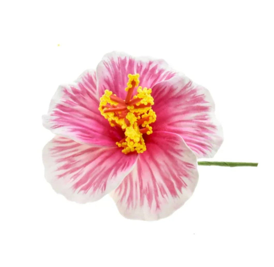 Petite hibiscus