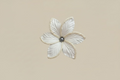 Fleur kafa blanche