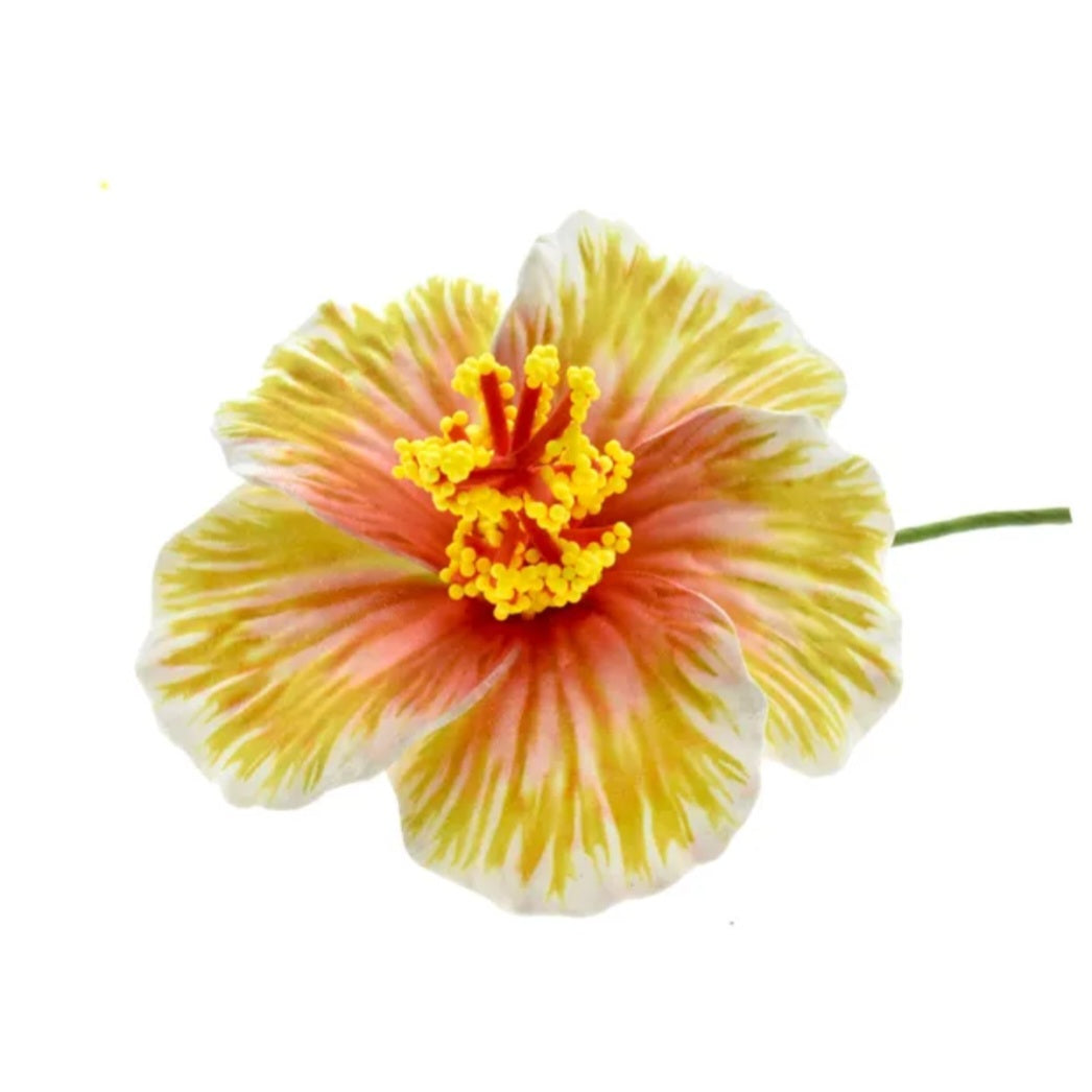 Petite hibiscus