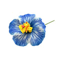 Petite hibiscus